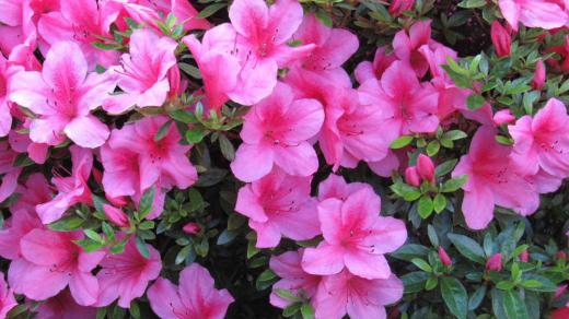 庭にピンクの花が咲きはじめました「サツキ」でしょうか それとも「ツツジ」でしょうか「サツキ」と「ツツジ」の違いはおしべの数や花の咲き方や花びらの表面 葉の大きさなどがあます 比べてみると「サツキ」かなあ 長井市は「つつじ公園」で「サツキ公園」とはいいません つつじ公園には「ツツジ」の花がさいているのでしょう じっくりと見てみたい/