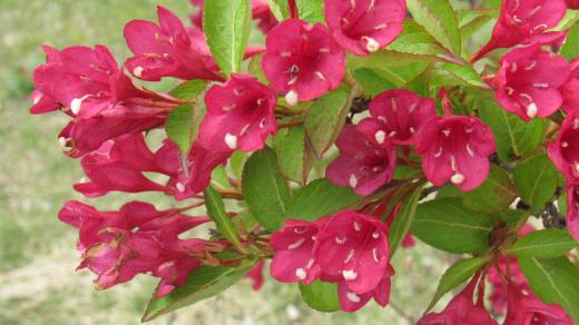 花びらの内側も外側も紅のように赤い花「ベニウツギ」が南陽市の花公園のグランドゴルフコースに咲いていました 花びらは長さ2〜3センチほどのの漏斗状で 先は5裂し花柱は白くて花筒から少し突き出ています 初夏の花の一つでしょうか緑の芝生にひと際目立つようにさいていました/
