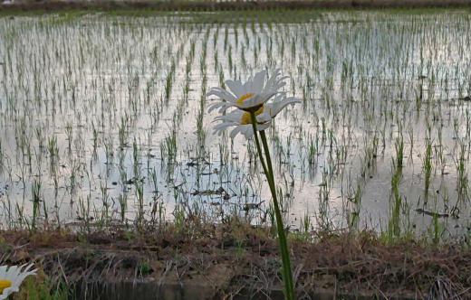 周りの田んぼはすっかり田植えが終わり苗が大きくなってきました 田んぼのそばの川べりに一面に真っ白な花がさいています 昨年もアップしましたがジョチュウギク(除虫菊)と教えていただきました ヒナギクやマーガレット フランスギクなど似たような花がありますが長い茎の先端に花をつける「ジョチュウギク」とのことです 道ばたの初夏を彩る真っ白な花ももう少しで終わりそうです/