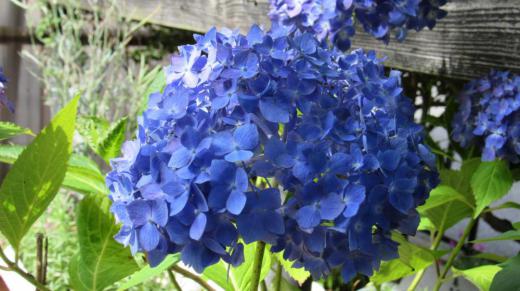 鮮やかな青色の「アジサイ」が咲きました 鉢植えなので暑い日差しに夕方にはしおれてしまいます たっぷりと水をやると元気を出してくれます 梅雨時に咲く代表的な花木ですが今年はなかなか梅雨に入らず暑い日が続いています 暑さに花もぐったりしていますが人間もしおれそうです 今日は曇っていていよいよ梅雨の入りも報道されています 最高気温も22度かなり涼しくなりそうです/