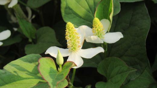 裏の川べりに「ドクダミ」が群生しています 日陰やジメジメしたところに生え葉や茎に独特の臭気がありますのであまり良い印象を持てない草です ですが梅雨の今頃に咲く白い花は可憐で梅雨を象徴する花です 解毒や利尿の効果があると古くから薬草として利用されていています ドクダミ茶などの商品もみたことがあります 可愛い花ですが繁殖力が旺盛でどこにでも生える厄介な草の一つでしょうか/