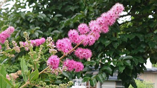 梅雨入りでしょうか 朝から雨が降っています 花が穂状に咲くので「ホザキシモツケ」という花が友人の近所の庭に咲いていました 和名は「穂咲下野」と書きますがシモツケという名前は下野地方(栃木県)で発見されたとか、あるいは同地がシモツケの名所であったことに由来するとされるが定かではないようです 枝先に円錐状に10センチ前後に伸び淡いピンクの花をたくさん付けブラシのように密集して小さな花が咲いていました とても可愛い花で蒸し暑い日には一服の清涼剤のような花です/