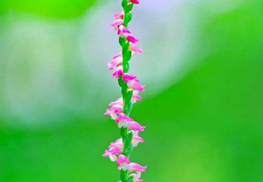 庭の芝生の中にちょこんと「ネジバナ」が芽を出しピンクの花がらせん状に咲いています 花が終わると種を蒔き散らしますが株は一時休眠してその後芽をだすのだそうです 植物も休眠するのがあるんですね /