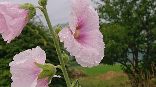 まっすぐに伸びてたくさんの花をつける姿から「タチアオイ(立葵)」と名付けられたそうです 雨に打たれて咲いていますが梅雨入りの頃に下から咲き始めて順々に咲き上がり、花の終わる頃に梅雨が明けると言われています 幼い頃に住んでいた駅のまわりたくさん咲いているのを思い出します 花びらを一つ取って付け根を裂き鼻に付けてニワトリのトサカを模して「トトコエロバナ」と呼んで遊んだのも遠い昔の話です/