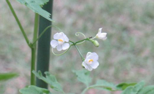 5ミリほどの小さな花がさきました 実が風船のように膨らんで実らせる「フウセンカズラ」の白い花 秋になると小さなぶどうの実のような鮮やかな紫色の実をならせる「コムラサキシキブ」の薄紫色の花と可愛らしい花が梅雨時のうっとおしい気候を和らげています/