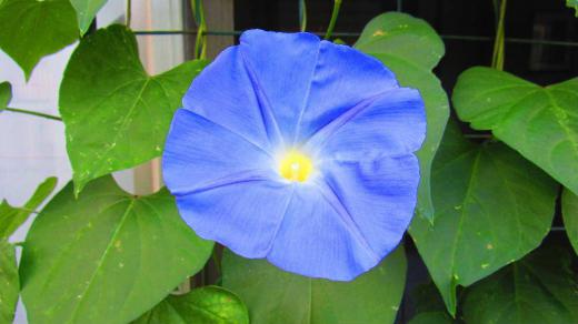 「西洋アサガオ」が今年初めて咲きました 例年に比べかなり早い開花でこれから窓辺のグリーンカーテンとして涼を享受できる夏の風物詩のひとつとなります このアサガオは去年の秋採種したものですが なかなか採種が難しいのですが何とか採種でき育てたもので花が咲きうれしくなりました/