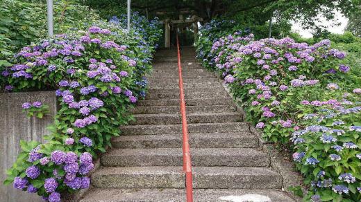 老人クラブで地区にある羽黒神社の清掃に参加しました 参道の石段の両側に鮮やかないろいろな「アジサイ」が満開でした 鎮守の森の小さなアジサイ祭りのようです アジサイには「ヤブガラシ」が絡みつき小さなオレンジ色の花を咲かせていました  「アジサイ」を枯らさないでください/