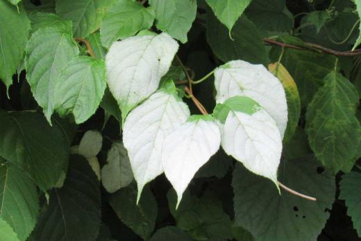 県道5号の吉野地区の下荻の道路沿いに葉が花のように白くなっている木を見つけました 花が咲く頃に葉が白くなる「マタタビ」であることがわかりました ネコが大好きな「マタタビ」でネコがこの木の匂いを嗅ぐと なめる かむ 顔や頭をこすり付けたり「マタタビ反応」を示すことがよく知られています 白い葉を初めて見ました/