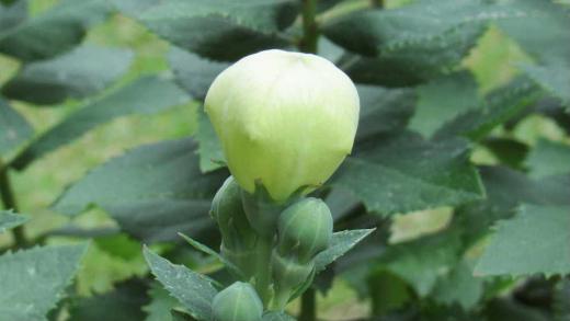 何の蕾かわかりますか 庭の鉢植えに風船のように蕾をつけ白い花が咲きました 「キキョウ」の花で何の手入れもしないでほったらかしていますが毎年今頃になると花を咲かせてくれます 子どもの頃「キキョウ」「カルカヤ」「オミナエシ」とお盆に仏壇に飾る花だったような気がします 7月も半ば近くなり夏本番を迎えようとしています 梅雨明けまでもう少しでしょうか /