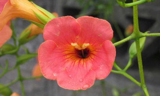 太陽のようなオレンジ色の花を咲かせる「ノウゼンカズラ」が今年も近所の庭に咲いています 地域を歩いてみるとそちこちに咲いていて夏を感じさせるかのように咲いています カズラという名前がついておりでどんどんとツルを伸ばし大木というよりはこんもりと枝を伸ばし花をつけています 今を盛りの花の一つです/