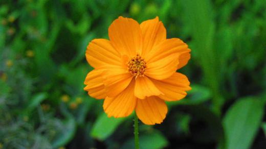昨年秋に枯れかかった花を一つもらい採った種を庭に植えたところ 鮮やかなオレンジ色の「キバナコスモス」の花が一輪だけ咲きました 秋の代表的なコスモスの一種で群生していると見事に庭を彩ってくれるでしょうが残念ながら一株だけですがしばらくは楽しめそうです 陽の光があたれば痩せている土地でも問題なく育つ花だそうですから今年も種を採取して来年もう少し多く育ててみようと思います/