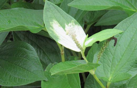 緑の葉に白いペンキを塗ったような「ハンゲショウ」の草花を見つけました 葉の半分ほどが白くなるので「半化粧」とか「半夏生」とか あるいは「片白草(かたしろぐさ)」と呼ばれているそうです 花が咲き終わって夏真っ盛りになると白い部分は色落ちして緑に戻るんだそうです 虫媒花ということで虫を誘う必要があるので白く目立つように進化しのではとの解説もありました でも不思議な草花ですね/