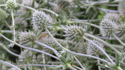 球状に紫色の小花が集まりその周りをとげのある苞が広がっている「エリンジウム」が咲いていました 「マツカサアザミ」と呼ばれる名前が一般的で多く栽培されているとのことです 分枝してにぎやかに咲いており色も涼しげで今の季節にぴったりの花で長持ちしてドライフラワーとしても利用される花だそうです/