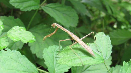 葉っぱの上で「カマキリ」を見つけました 決して可愛い虫ではありません むしろ嫌いな方かもしれませんが子ども達にとっては人気の高い昆虫だとか 春にふ化し卵からかえった時に既に成虫と同じ姿をしているのだそうです カマキリはアマガエルのように変色して緑色と思っていましたが写真のカマキリは茶色です 2齢目はみんな薄茶色で、遺伝子によって3齢目から黄緑と薄茶に分かれるんだそうです 他にも不思議なことがある昆虫ですがあまり気持ちのよい虫ではありません/