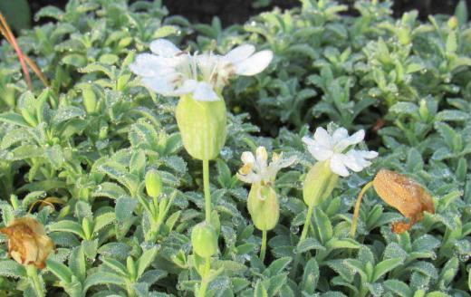 4月から6月が開花時期といわれているのでもう最後の花でしょうか「シレネユニフローラ」が咲いているのを見つけました そばには枯れた茶色の花が散らばっていました 草丈も低く釣鐘のような白い花でしたがピンクの花もあるのだそうですが 耐寒性で多年草で毎年春になると花を楽しむことができる草花です/