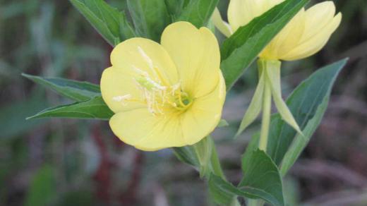道端や荒れ地に爽やかな淡い黄色の花をつけている「メマツヨイグサ」がそちこちに咲いています 背丈は1メートルを超えるものもあり夕方に開花し朝方にはしぼむ習性があります 花びらが4枚あるががく片も4枚あり反り返っているのが特徴です 早朝の散歩で写真を撮りましたが涼しい気温と淡い黄色の花に癒され爽やかなひと時を持つことができました/