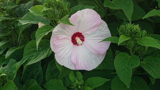 とても大きくて目立つピンクの花びらをつけている「アメリカフヨウ」が咲いていました 花は一重で大きさは10〜20cmほどの大きさですが一日花ですぐしぼんでしまいます 秋まで楽しめる花だそうです 赤や白い花も見かけることがあり夏の花〜という感じの花です/