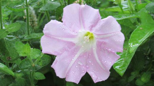 パラパラと雨が落ちてきました まだ梅雨が明けきらずに今日も雨模様の予報です 雨にうたれた淡いピンクの「ヒルガオ」が雑草の中にたくさん咲いていました 日本では古くから自生していたそうですが中国から「アサガオ」が持ち帰られたときにアサガオに対する呼び名として「ヒルガオ」と呼ばれるようになったとか「アメフリアサガオ(雨降り朝顔)」と呼ぶ地方もあるとか 梅雨時の花なんですねえ/