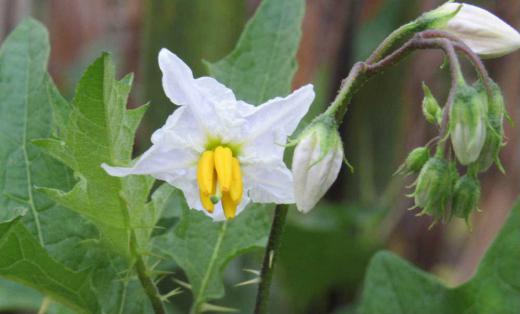 これから旬のナスの花ににている「ワルナスビ」の花を見つけました 秋になると鮮やかな実をつける雑草ですが有毒であり除草剤も効かない厄介な草ということになるのでしょうか/