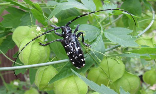 体全体が黒く光沢があり白い斑点のあるきれいなカマキリムシがフウセンカズラに止まっていました 我が家の庭では初めて見るカマキリムシです 正式には「ゴマダラカミキリ」という名前だそうですが体の模様から付いたといわれています 大あごが強くて髪の毛や細い枝なども切ることができるので「髪切虫」呼ばれるんだそうです 国内には900種以上確認されているとのことでどこにでもいる虫ですがあまり好きになれない虫の一つです/