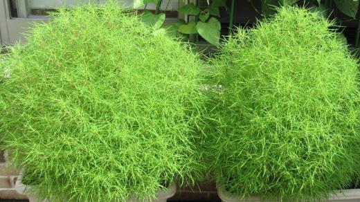 散歩中の庭々の縁にコキアが目につきます 我が家でも敷地の縁やプランターに植えていますがふんわりとして触ってみたくなるような緑色のコキアに育っています 昨年はあまりよく育ってくれなかったので秋に真っ赤に色づいてくれるのが楽しみです/