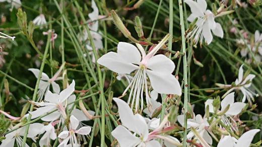 赤湯の表町通の両側の花壇にたくさんの「ハクチョウソウ」が咲いています 白鳥に似ているので「ハクチョウソウ(白鳥草)」の名前が付いたのかと思っていましたが小さな花が風に揺れている様子が白い蝶が群れて飛んでいるようだと「ハクチョウソウ(白蝶草)」という名前が付いたのでそうです 花はすぐに枯れてしまいますが花付がよく途切れることなく咲いています 白だけでなくピンクの花も目にします 晩秋まで次々と花を咲かせてくれる息の長い花です/