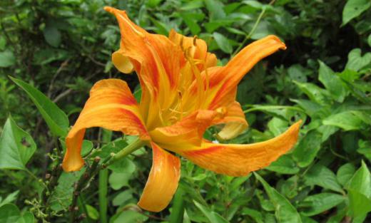 この花を植えると悩み事が忘れられるという言われるオレンジ色の花を見つけました 昨年「ワスレナグサ」と紹介しましたが「ヤブカンゾウ」という花で以前はユリ科に属していましたがDNA解析でススキノキ科となっているそうです 雄しべが花びらに変化して八重咲になり実が出来ず地下茎で増えるそうです 新芽は茹でるとぬるめがあって美味しく人気があるとか でも何といっても悩み事を忘れさせてくれる花っていいですね この暑さも忘れたい/