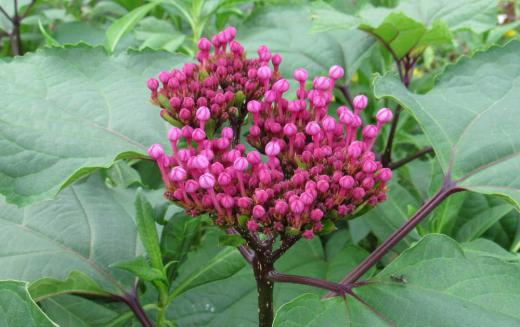 手毬状のピンクの花を咲かせる「ボタンクサギ」が今にも咲きそうです「牡丹臭木」と書きますが読んで字のごとし牡丹のような花が咲き茎や葉を傷つけると独特の香りがすることにちなだ名前だそうです まだ蕾ですので咲いたらもう一度写真を撮りに出向いてアップします/
