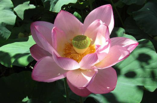 NHKローカルニュースで米沢市の上杉公園の「ハス」の花が紹介されました 早速見てきましたが一面の緑の葉の中にピンクの花がひときわ目立ちました あまりきれいではない水でも咲く花で花言葉は「清らかな心」とされそんな雰囲気の花です 仏教とともに伝来したと言われ古くから使われた名で仏壇を彩る花で仏教と深いかかわりのある花のようです 葉の上でコロコロと転がる水玉がとても印象的です/
