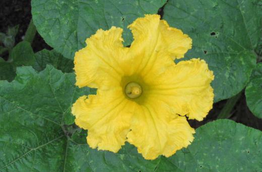 秋の野菜のカボチャの花がラッパのような形をして鮮やかに咲いています よく見ると花に下に小さな実のようなものが付いている花と付いていない花があることがわかりました 小さな実がついているのが雌花でついていないのが雄花です 秋の味覚の代表のような野菜です/
