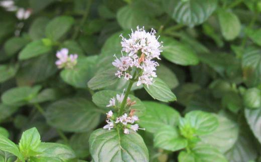 なんといい香りでしょうか 鉢植えの「オーディコロンミント」がミントの香りを放って鉢いっぱいに茂り花もつけています ハーブの仲間でとても繁殖力が強いのでしょうかびっしりと根を張り鮮やかな緑色の葉を茂らせています 水やりも欠かせませんが暑さにも寒さにも強い植物で一鉢あってもよい悪くはないかなあ/