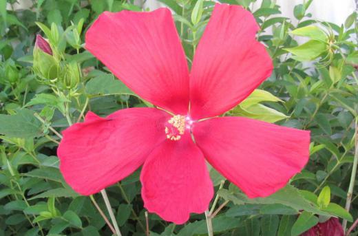 フヨウに似ているが花びらが離れて5枚咲いていました 葉がモミジに似ているところから「モミジアオイ(紅葉葵)」という名前がついたとか 白い花もあり紅色の花の色から付いた名前ではなさそうです 夏の終わりを告げる花でしょうか/