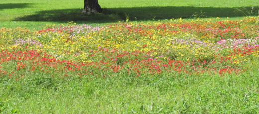 草花は群生して咲いている花がぽつんと数本さいているよりははるかに華やかに見えます 我が家では「マツバボタン」をプランターに植えていますがなんとなくスカスカで寂しいのですがなんといろいろの色の花が群生している「マツバボタン」を見つけ思わずカメラを向けて撮影しました いよいよこれから秋の花が咲きはじめます/