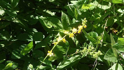 黄色の「キンミズヒキ」を見つけました 夏から秋にかけて咲く花で「キンミズヒキ」という名前は「金水引」と書き 黄色の花を細長く咲かせるのでこの名前が付いたのでしょうか このブログでも何度か紹介していますが季節の花としてアップしてみました/