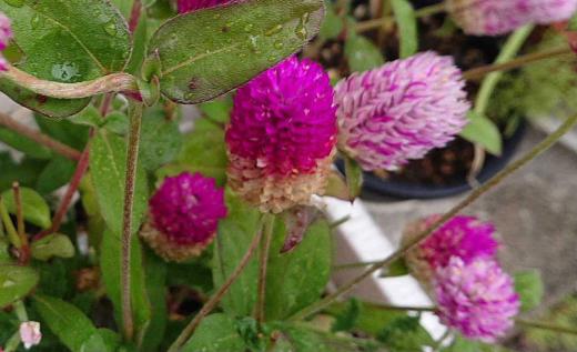 知人の玄関先に3種類の「センニチコウ」の鉢植えを見せていただきました 「センニチコウ」と変わった名前の花ですが 調べてみると様々な色の花があり色あせにくく「千日色が変わらい」ではないかと思うほど長持ちする花で切り花やアレンジメントにも欠かせない花のようです/