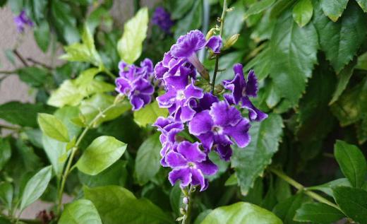 激しい雨も上がった昨日の午後 知人の玄関先で濃紫色に白い縁取りの小さな花が緑の葉の中でしだれるように鮮やかに咲いていました どこか凛とした気品のある清涼感のある「デュランタ」という名前の花だそうです 白い縁取りのあるこの花は「デュランタタカラヅカ」という品種で鉢物として人気があるとか 気候のせいかもしれませんがこんなに気品のあるを初めて見ました 写真よりは実物がはるかにステキです/
