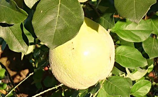 果物の季節がやってきました 薄っすらと綿毛のようなものに包まれていますが熟すと黄色になり香りのよい「カリン」が道のそばの畑で少し色づいていました 芳香剤の代わりにしたりカリンシロップの飲み物やカリン酒などで楽しむ人も多いのではないでしょうか でも5月頃の「カリン」の花はリンゴなどに似た薄ピンクの花です こんなに大きな実になることに植物の不思議さを感じます/