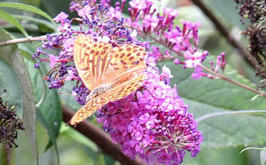 赤紫色の穂状の花に数匹の蝶が花の周りを飛んでいました なんという蝶かはわまりませんが咲いている花は「ブットレア」という名前で甘い香りがするので蝶が集まるんだそうです 英名で「バタフライブッシュ」とも呼ばれているとか 花の少ない7月から10月まで長期間咲いている花だそうです この名前で良かったのかな?/