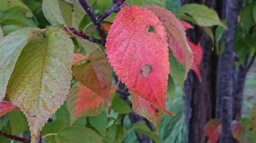 徐々に気候が秋めいて桜の木々の緑の葉に混じって紅く色づいた葉が見られ始め一気に秋を感じさせる風景となりました 葉には虫に食われた穴が開いています 秋がやってきましたねえ/