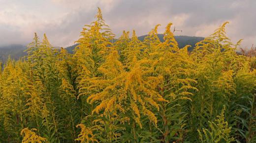 鮮やかな黄色の秋の野草「セイタカアワダチソウ」が一斉に咲きはじめました 土手や荒れ地 耕作放棄地 休耕田 川べりなど至る所に咲いています このブログをアップするようになってから毎年のようにこの季節になるとアップしています まさに秋の野原を彩る花ですが日本の侵略的外来種ワースト100に選定されている外来植物で他の植物を失せてしまうほど繁殖力の旺盛な植物です きれいな花ですが困りますねえ あまり増えすぎると/
