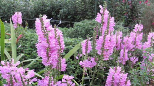 「ハナトラノオ」か少し散り始めています この花もそろそろ終わりに近づいてきました この花の特徴は茎が四角であり四方に整然と花が咲き花穂が虎のしっぽににていることから「ハナトラノオ」と付いたといわれています 名前に似ず可愛い花です/