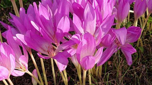 こんなにきれいな「イヌサフラン」に猛毒があるって知っていましたか 日本の有毒植物の代表格である「トリカブト」よりも毒性が強く誤食による食中毒が発生しやすい植物だそうです 種子や球根猛毒がふくまれているそうですから花を愛で花瓶にかざるなどはしんぱいないのかなあ とてもきれいで秋のクロッカスもよばれているとか/