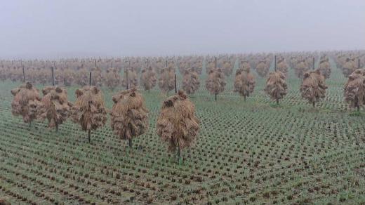 まわりの山が白く霧に覆われた田んぼに杭がけの稲が干されまさに秋真っ盛りです 稲刈りが最盛期で周りから稲刈り機の音が響きます そんな中で毎年にように杭掛けで稲を干している田んぼがあります 美味しい米ができるのでしょうか 米不足が言われていますが米が収穫されて米不足を解消することができるのでしょう/