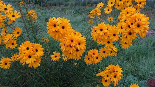 ひまわりに似たオレンジ色の可愛い花を見つけました 見た目は夏の花のようですがひまわりとは違って柳の葉のように細長い葉を付けていることから「ヤナギバヒマワリ」と付いたと言われているようです ヒマワリとはだいぶ趣を異にし秋の涼しくなると咲かせてくれる花で よく似たコスモスの後に涼しくなった庭を彩る花です/