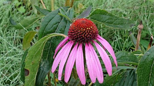 中央が盛り上がった花の周りを細長い紫色の花びらが垂れ下がった「ムラサキバレンギク」を散歩中にみつけました 花の名前についている「バレン」とは江戸時代に火消しがもっていた纏の周りの房のように垂れ下がっている細い飾りをいいますが この纏に似ていることから付いたものだったようです とても変わった形の花で寒くなっても咲いている息の長い花のようです/