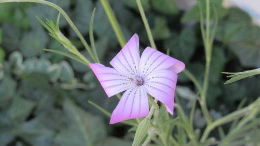 お盆過ぎに種を蒔いた「ムギナデシコ」が花を咲かせてくれました 初夏のムギナデシコよりは心なしか小さく色も少し薄く感じますが爽やかさを感じさせてくれる花です これからだんだん寒くなりあまり花をさかせてくれませんが秋に似ず爽やかな花です/