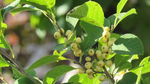 昨日真っ赤な「ウメモドキ」を紹介したが近所の庭に白い実の「ウメモドキ」が植えられていて写真におさめることができました 花も白いそうです これまで我が家のすぐそばであったが気づかずにいましたが庭の手入れに来ていた造園屋さんに聞いて初めて「シロウメモドキ」と分かりました これから真っ白になるのでしょうか 真っ赤な実も美しいが白くなった実もきっと美しいに違いない/