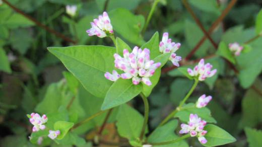 毎年のように紹介している「ミゾソバ」の花ですがいつ見ても可愛い可憐な花です 花姿がコンペイトウに似ていることから「コンペイトウグサ」葉の形が牛の頭に似ているところから「ウシノヒタイ」などとも呼ばれているようです 休耕田の湿地で見つけました 開花前の若芽や若葉 つぼみなどは食用にできるとか穏やかな酸味と甘みがあるそうです まだ食べたことがありません/