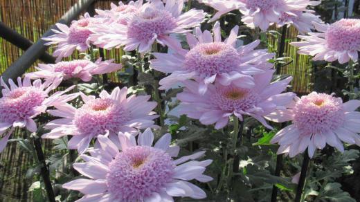 南陽市の菊祭り「菊花展」が行われています 展示されたキクの花の中にこれがキク?と思われるようなきれいな花に出会いました どこかダリアに似ている花で今まで見たこともないようなキクの花です 南陽市の花「菊」はまさに秋の花で会場一面にキクの花の香りが漂ってくるようです/