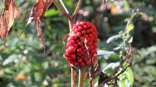野草園で見つけた毒々しい赤い実はなんという植物でしょうか 調べてみると「マムシグサ」の実かなと思われます 有毒であると言われており 以前このブログで「マムシグサ」の葉を紹介したことがありました 葉も決してきれいなものではなく生えていた場所もあまり気持ちのよい場所ではない処刑場跡だったのでなおさら気持ち悪い草だったような気がします /